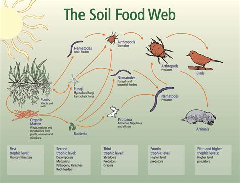 www techronadvantagecard com. . Soil food web school review
